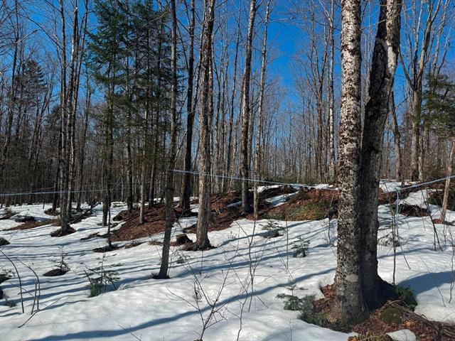 Milan, Estrie. Superbe terre à bois de 55 acres majoritairement en érables. Belle cabane à sucre 2017 de 16′ x 20′. Droit de construction. | 3226503
