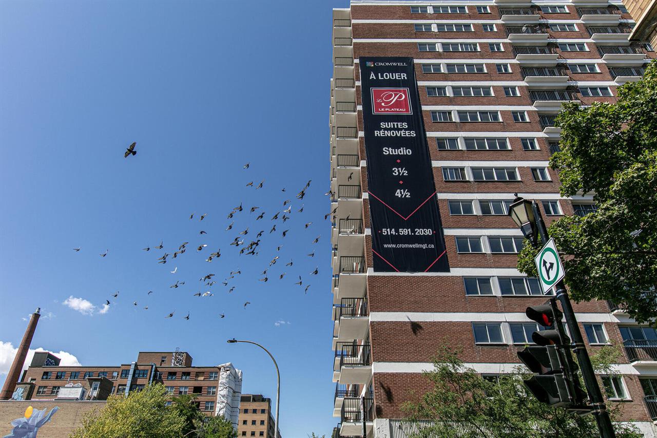 Le Plateau - 3605 St-Urbain - 1 Bedroom - 3605 Rue Saint-Urbain, Montréal | 3224463