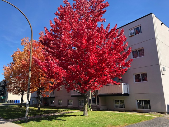 4 1/2, 2ième Étage à $1,545 | 3225407