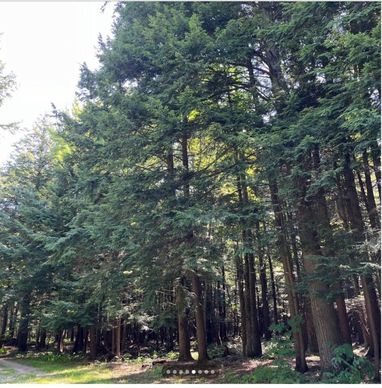 Terre à bois | 3226502