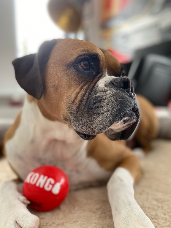 3 ½ à Louer, Animaux Acceptés! | 3226743