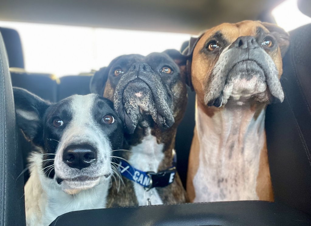 3 ½ à Louer, Animaux Acceptés! | 3226973