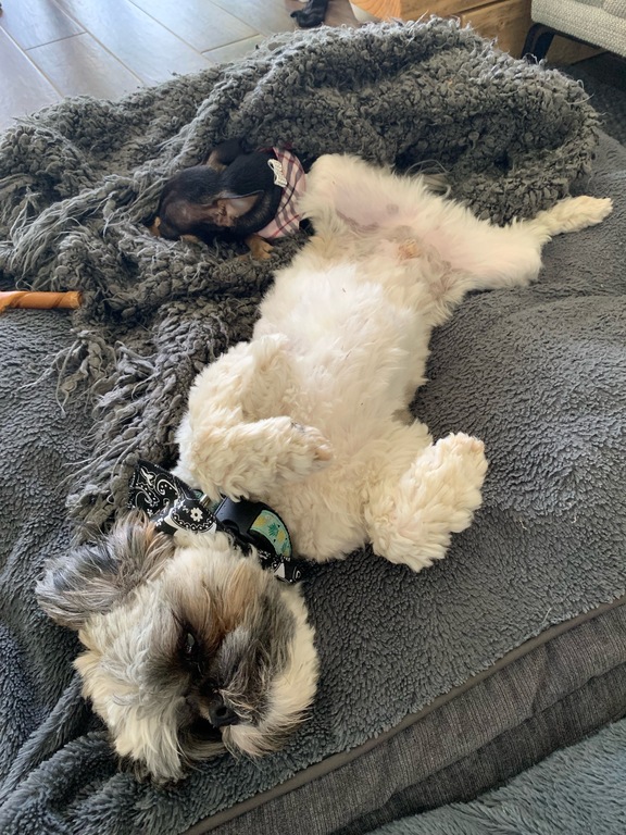 3 ½ à Louer! | 3228661