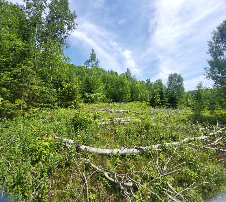 Terrain à vendre à Saint-donat de Montcalm | 3229105