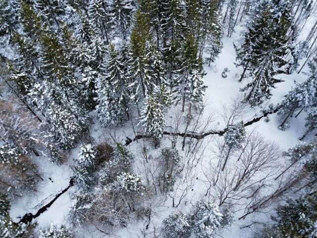 Sacré-cœur-de-Jésus (Chaudière-Appalaches) : Terre à bois de 34 acres, chemin carrossable, chasse, ruisseau, vue imprenable | 3233650