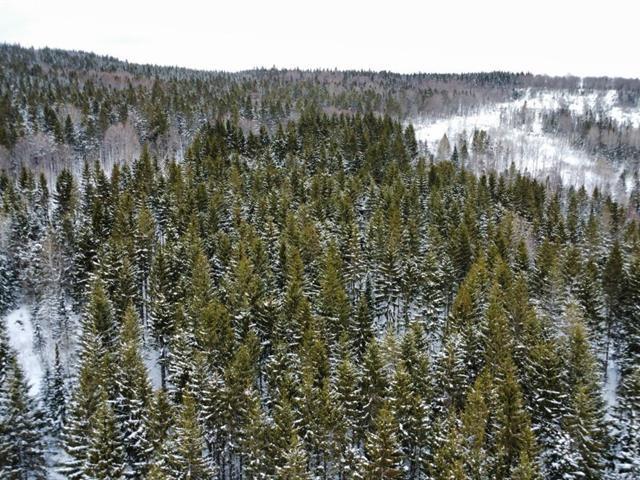 Sacré-cœur-de-Jésus (Chaudière-Appalaches) : Terre à bois de 34 acres, chemin carrossable, chasse, ruisseau, vue imprenable | 3233650