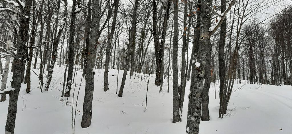 Lot a bois avec lac et fort potentiel acéricole | 3234143