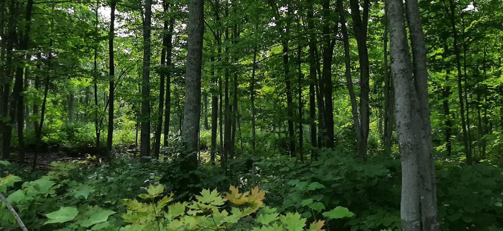 Lot a bois avec lac et fort potentiel acéricole | 3234143