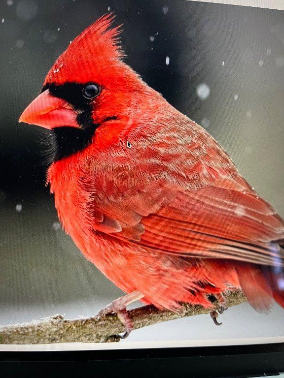 4 1/2 D’EXCEPTION - 3 choix de TOUT INCLUS - libre maintenant - 2045$ | 3234770