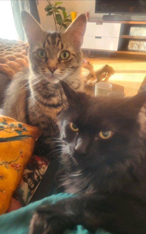 RECHERCHÉ : 3 Chambres 2 salles de bain complètes | 3236113