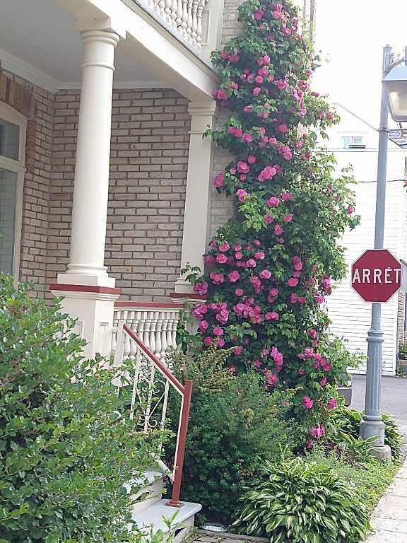 LÉVIS. RARE SUR LE MARCHÉ. 7 1/2 (3 ch.). 1er juillet (possibilité 1er août). Chauffé, éclairé, climatisé, déneigé (la totale, sauf Internet) | 3239521