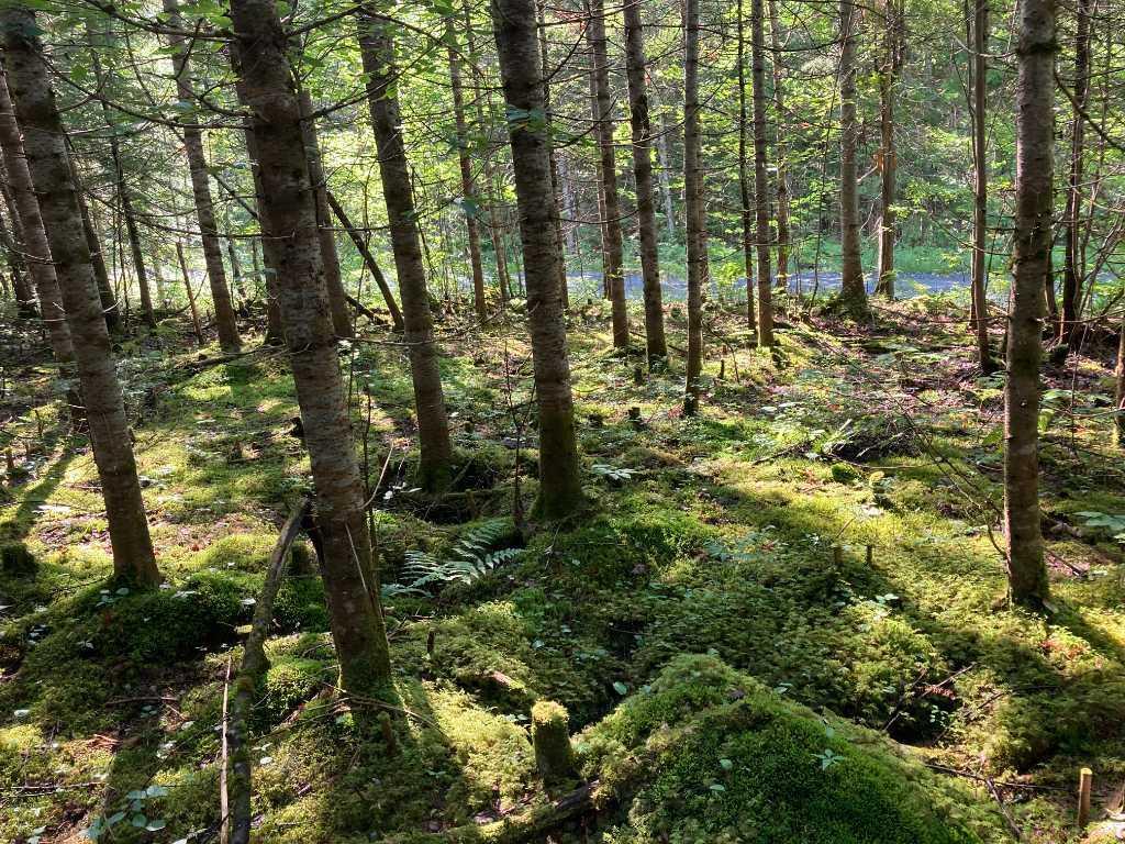 Terrains boisés près du Mont Adstock – Nature, tranquillité et plein air | 3281277