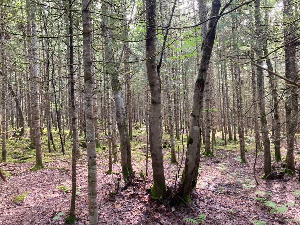 Terrains boisés près du Mont Adstock – Nature, tranquillité et plein air | 3281277