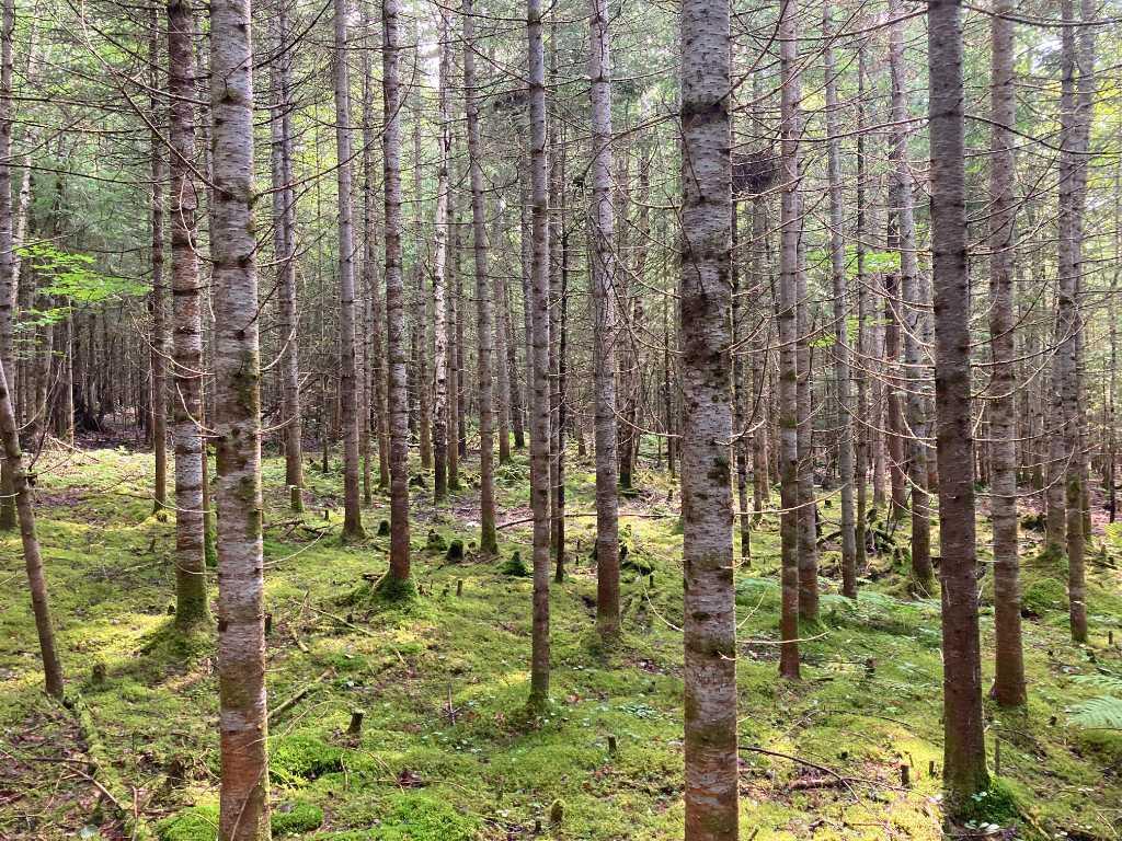 Terrains boisés près du Mont Adstock – Nature, tranquillité et plein air | 3281277
