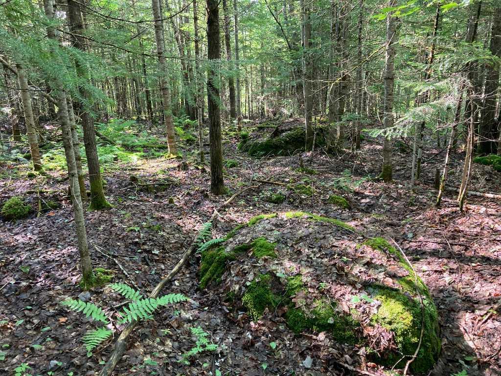 Terrains boisés près du Mont Adstock – Nature, tranquillité et plein air | 3281277