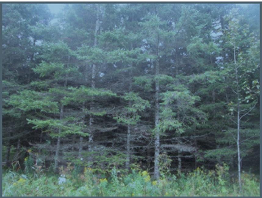 Terres à bois Deschambault-Grondines | 3278725