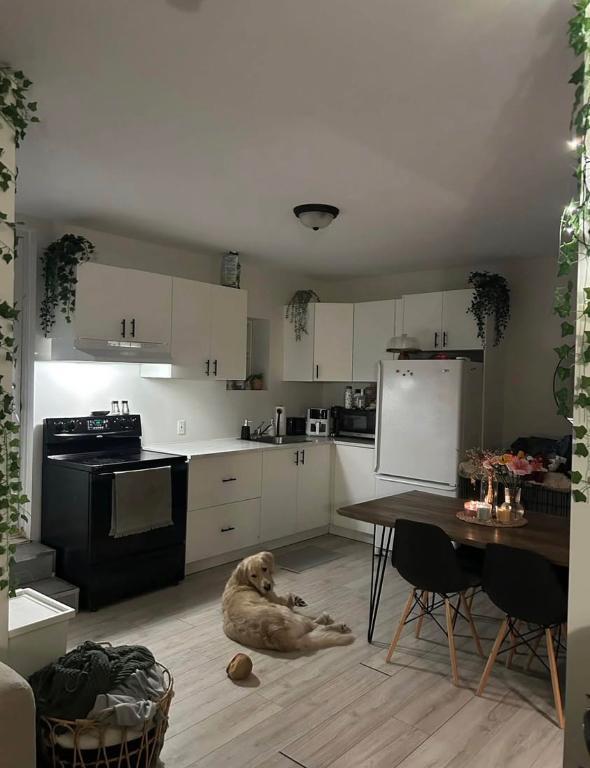 3 1/2+bureau Lévis 🐶chien accepté🐶 | 3283500