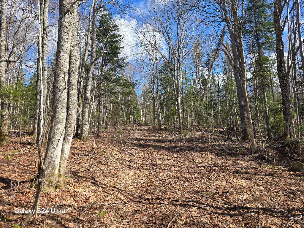 Magnifique terre a bois, bornant un lac | 3276722