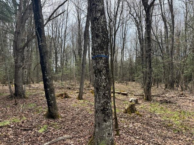 St-Sébastien, Estrie. Belle terre à bois de 134 acres avec chemin forestier, boisé mixte et ruisseau. Accessible l’hiver, Hydro et excellent secteur d | 3279193