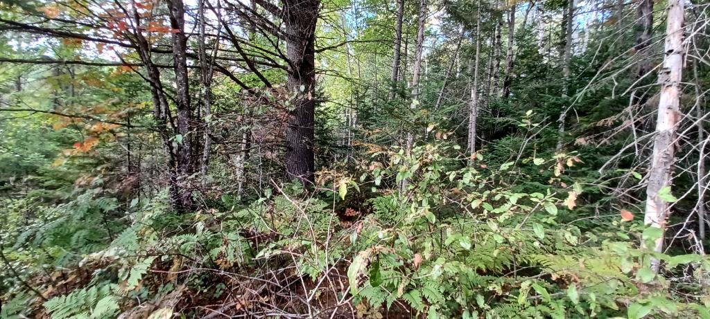 Terrain à vendre 10 ou 15 arpents | 3283463