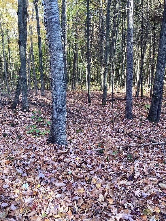 Terre à bois / terrain | 3295383
