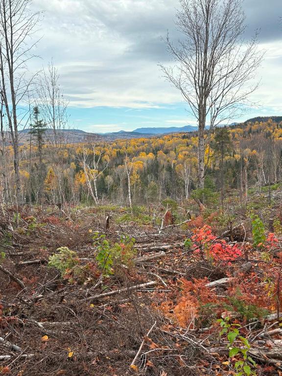 Terre à bois à vendre en Gaspésie zone 1 | 3296710