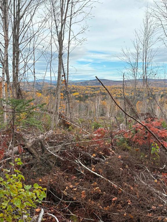 Terre à bois à vendre en Gaspésie zone 1 | 3296710