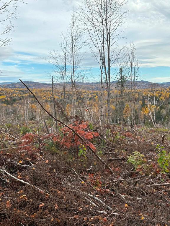 Terre à bois à vendre en Gaspésie zone 1 | 3296710