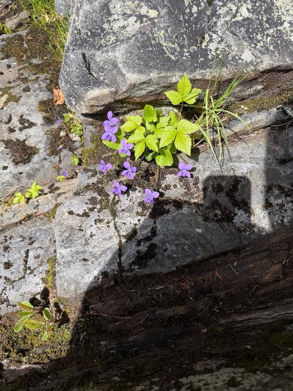 Plusieurs terrains dont certains avec droit de construire... Dans différentes régions du Québec... | 3297447