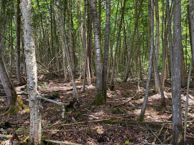 Grand Lac St-François, Lambton, Estrie. Beau grand terrain boisé de 260,7 pi X 291,9 pi. irr. superficie de 75 855 pi.ca. ACCÈS notarié au lac avec dr | 3297612