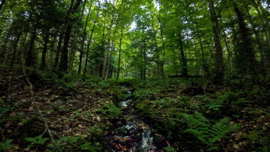 Terrain boisé à vendre — Les Boisés de la Sucrerie, Eastman (à partir de 190 000$) | 3304180