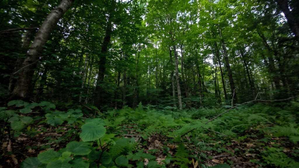 Terrain boisé à vendre — Les Boisés de la Sucrerie, Eastman (à partir de 190 000$) | 3304180