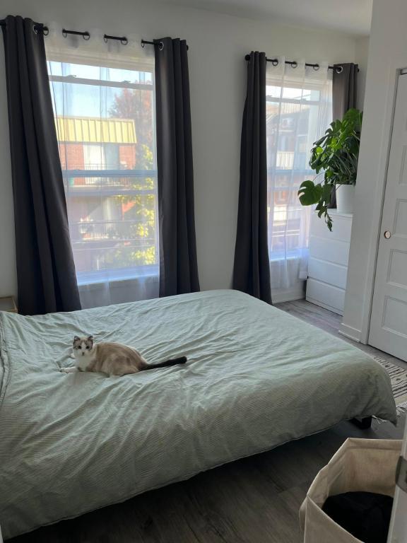 Appartement de 1 chambre et 1 salle de bain | 3307636
