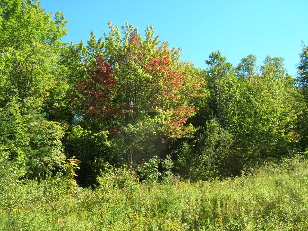 Terrain de villégiature – 10,5 acres zoné blanc | 3311601