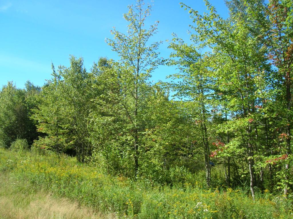Terrain de villégiature – 10,5 acres zoné blanc | 3311601