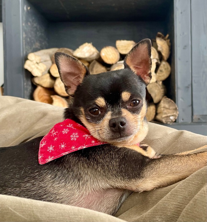 3 ½ à Louer, Animaux Acceptés! | 3309221