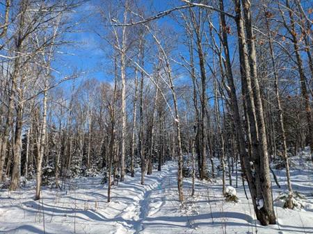 Petite érablière à St-Adalbert terre zonée blanche