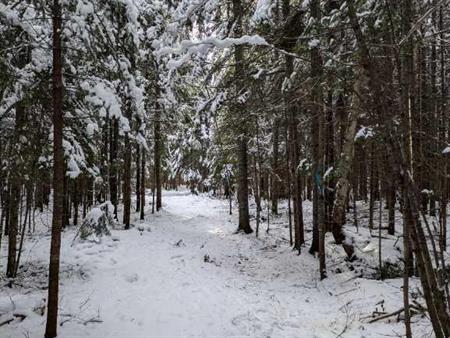 Terre à bois à St-Adalbert lot zoné blanc