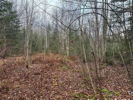 Stratford, Estrie. Situé à proximité du Lac Aylmer, très grand terrain zoné BLANC de 127 658 pi.ca. avec superbe boisé mixte 