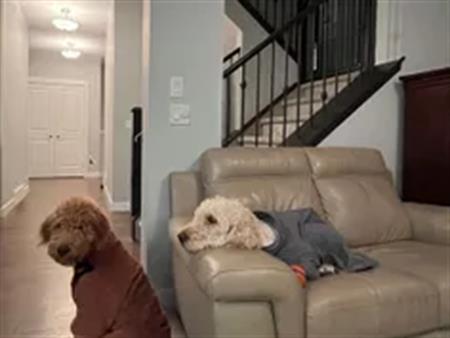 3 rooms house of 32 m² in Calgary