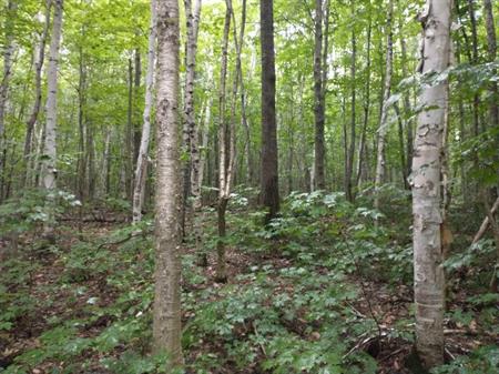 Terre à bois de 13,6 hectares à Saint-Cuthbert dans la région de Lanaudière