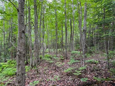 Stratford, Estrie. Belle terre à bois de +-25 acres située en 2e rangée du Lac Aylmer (pas d’accès notarié). Zonage BLANC, po