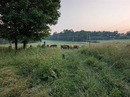 Ferme Milan Quebec. 330 acres 8000 entaille avec quota.