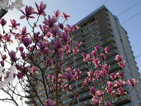Orchard House | 647 Michigan Street, Victoria