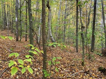 5 lots résidentiels à vendre/ 5 residential lots for sale