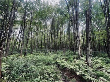 Terrain