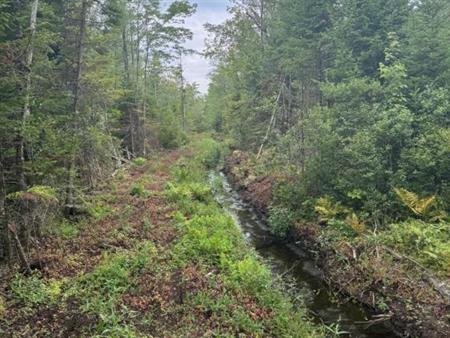 TERRE À BOIS - PRAIRIE À VENDRE - RANG 10 EST WICKHAM 82 ACRES (CAMP DE CHASSE)