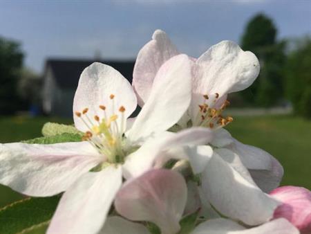 recherché urgent! maison détaché en campagne dans toute la région de l'Estrie/Cantons-de-l'Est pour le 1er septembre