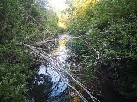 Terrain boise chasse ou chalet avec riviere