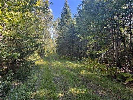 Stornoway, Estrie. Belle terre à bois de 156 acres directement sur la Route 108. Exce